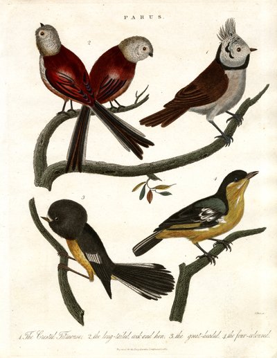 Parus: Carboneros y páridos de John Pass