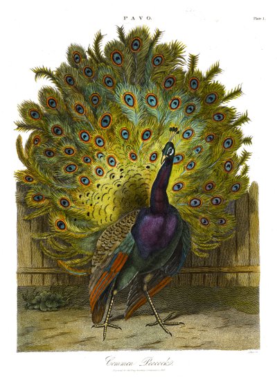 Pavo: Pavo real común de John Pass