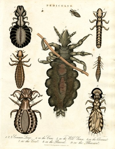 Pediculus - Varias especies de piojos de John Pass