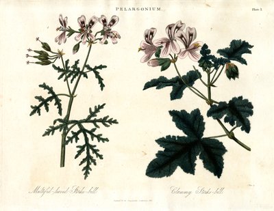 Especies de Pelargonium: Cigueñuela de hojas multífidas y Cigueñuela almeja de John Pass