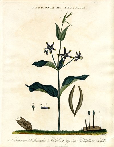 Periconia y Periploca de John Pass