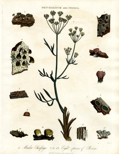 Peucedanum y Peziza de John Pass