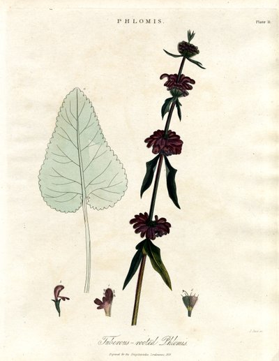 Phlomis: salvia de Jerusalén de raíz tuberosa de John Pass