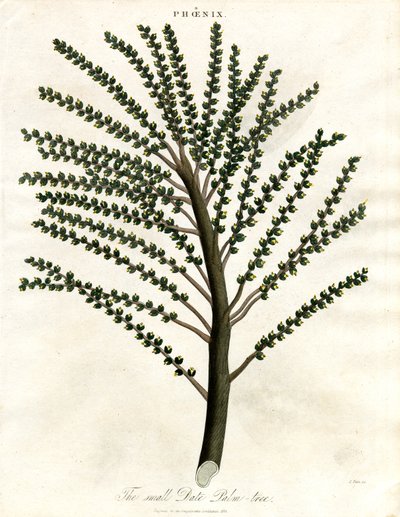 Phoenix (Palmera datilera) de John Pass