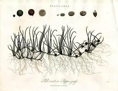 Pilularia: Pillwort o hierba de la pimienta de John Pass