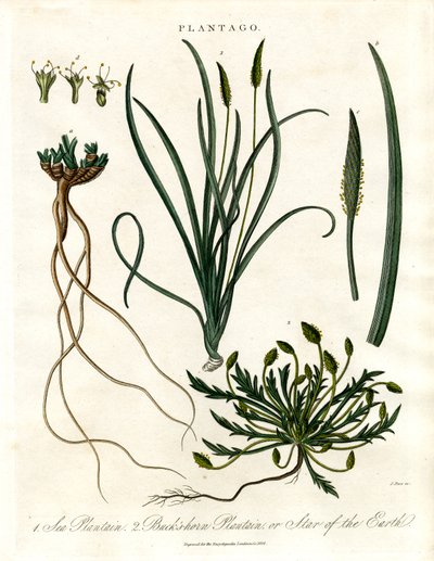 Especies de Plantago de John Pass