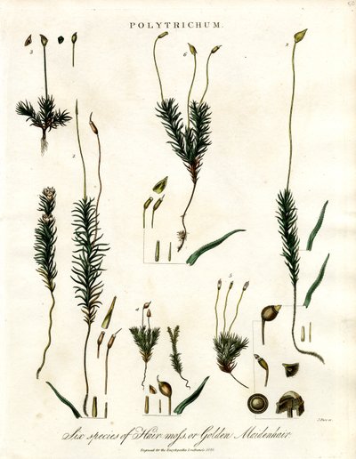 Polytrichum de John Pass