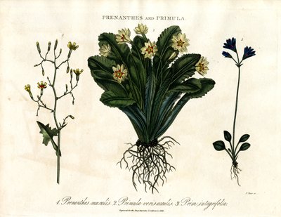 Prenanthes y Prímula: Lechuga de muro; Prímula y Prímula de hoja entera de John Pass