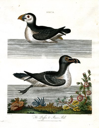 Puffin y Razor Bill (Alca) de John Pass