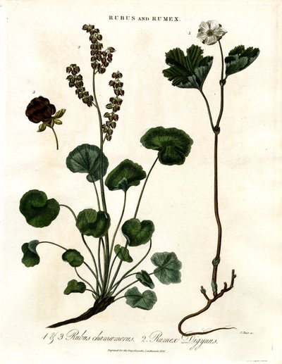 Rubus y Rumex: Mora de los pantanos y acedera de montaña de John Pass