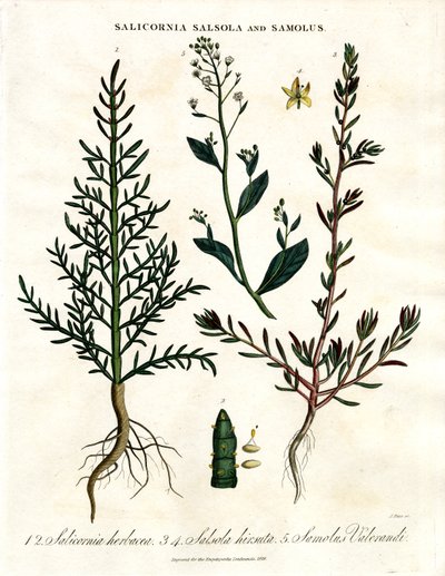 Salicornia;Salsola y Samolus: Plantas halófilas costeras de John Pass