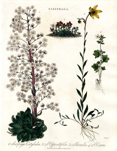Saxifraga Species de John Pass
