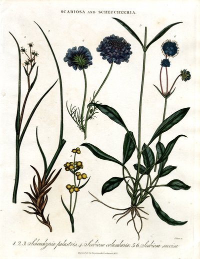 Scabiosa y Scheuchzeria de John Pass