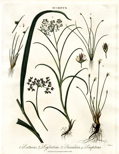 Especies de Scirpus de John Pass