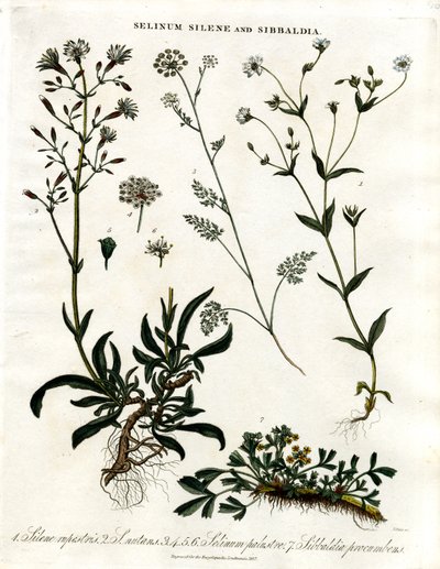 Selinum;Silene y Sibbaldia de John Pass