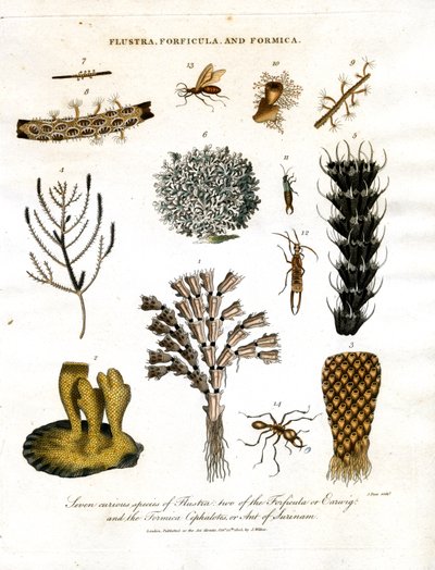 Siete especies curiosas de Flustra; dos de la Forficula u Orejuela; y la Formica Cephalotes; u Hormiga de Surinam. de John Pass