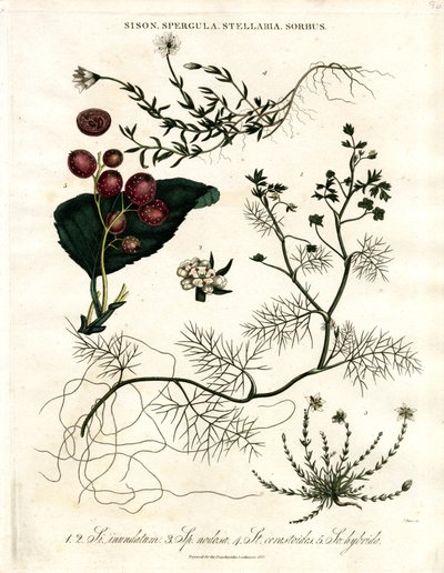 Sison;Spergula;Stellaria;Sorbus de John Pass