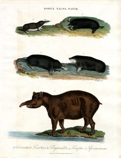 Sorex;Talpa;Tapir: Musarañas;Topos y Tapires de John Pass