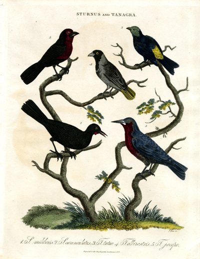Sturnus y Tanagra (Estorninos y Tangaras) de John Pass