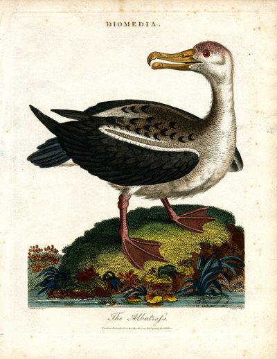 El Albatros de John Pass