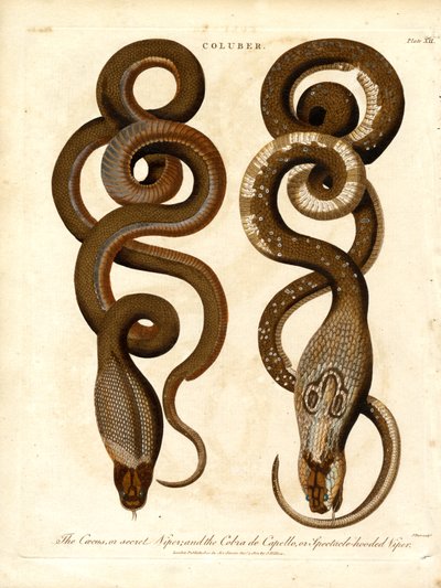 El Cæcus, o víbora secreta, y la Cobra de Capello, o víbora de gafas. de John Pass