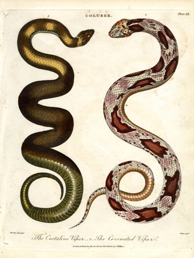 La Víbora Crotalina y La Víbora Coronada de John Pass