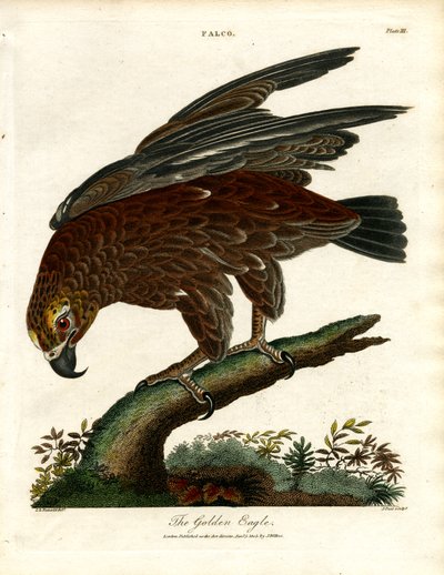 El águila real de John Pass