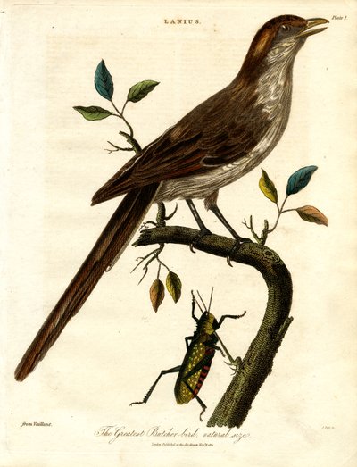 El mayor pájaro carnicero; tamaño natural de John Pass