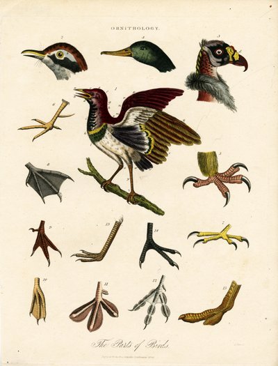 Las partes de las aves (Ornitología) de John Pass