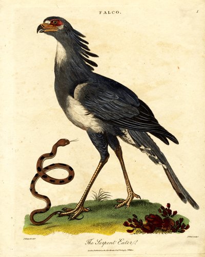El pájaro secretario o devorador de serpientes de John Pass