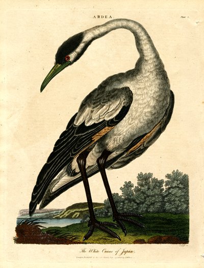 La grulla blanca de Japón de John Pass