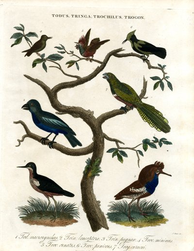Todus;Tringa;Trochilus y Trogon de John Pass