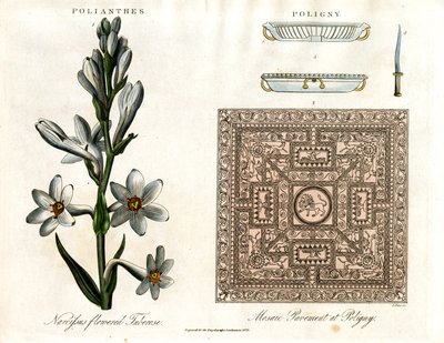 Tuberosa y mosaico romano de John Pass