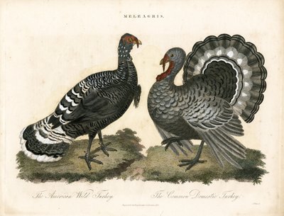 Pavos de John Pass