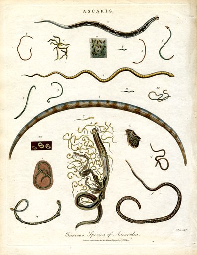 Varias especies de Ascarides de John Pass