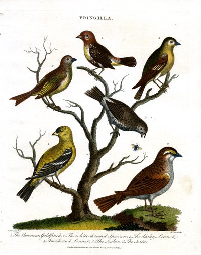 Varias especies de pinzones (Fringilla) de John Pass