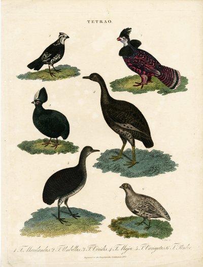 Varias especies de urogallos (Tetrao) de John Pass