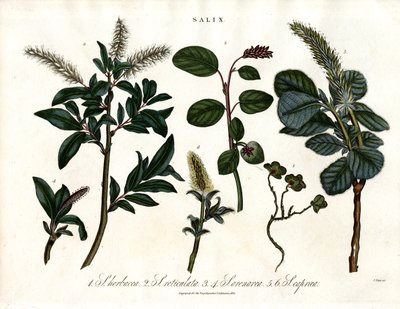 Varias especies de sauces (Salix) de John Pass