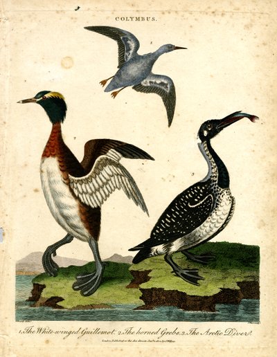 Aves acuáticas - arao común, zampullín cornudo y zambullidor ártico de John Pass