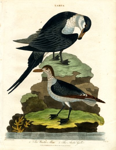 Maullido de invierno y gaviota ártica de John Pass