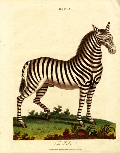 Cebra (Equus) de John Pass