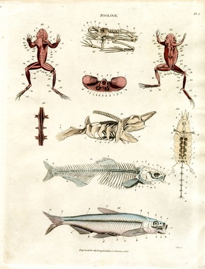 Ilustraciones anatómicas zoológicas (Lámina 5) de John Pass