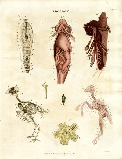 Ilustraciones anatómicas zoológicas (Lámina XV) de John Pass