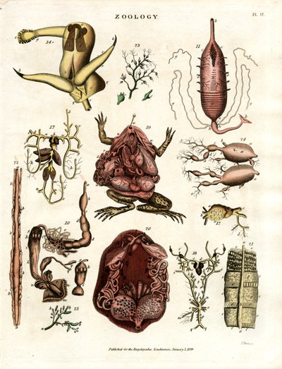 Zoología Pl. II: Ilustraciones anatómicas de diversos animales y órganos de John Pass