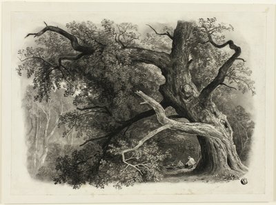 Árbol viejo en Billah - Bosque de Sherwood de John Rawson Walker