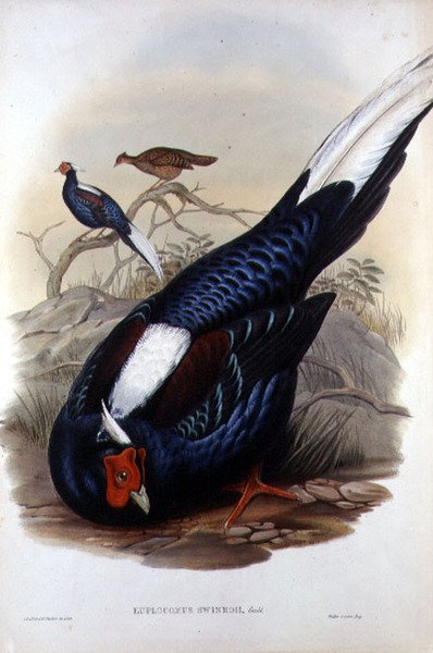 Euplocomus Swinhoii, grabado por Walter & Cohn, Londres, pub. entre 1850-83 (litografía coloreada a mano) de John and Richter Henry Constantine (after) Gould