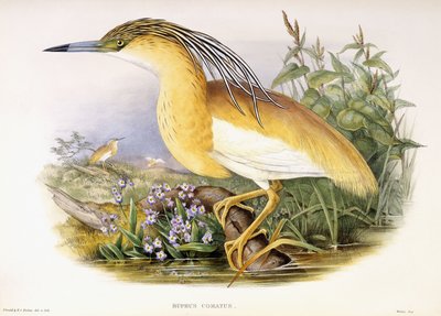 Buphus Comatus, c.1862-3 (placa litografiada coloreada a mano) de John and Richter Henry Constantine Gould