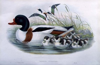 Tarro blanco (Tadorna Vulpanser) de John and Richter Henry Constantine (after) Gould
