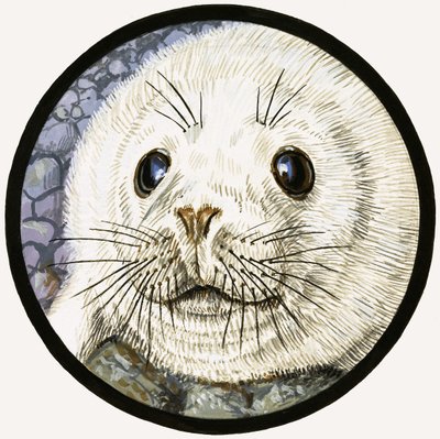 La foca, nuestra amiga del mar de John Rignall