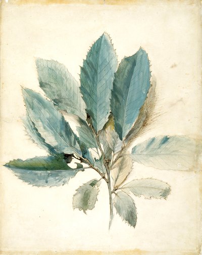 Hojas de castaño (pluma, tinta y acuarela sobre papel blanco) de John Ruskin